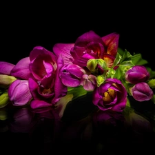 Black, background, Pink, Freesias, Flowers