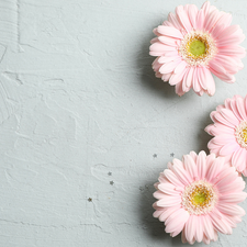 Bright, background, Pink, gerberas, Three