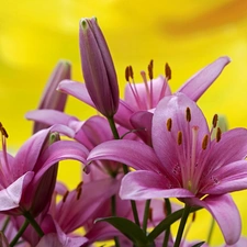 purple, Yellow, background, lilies