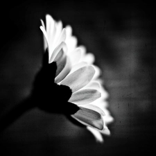 White, Black, background, Gerbera