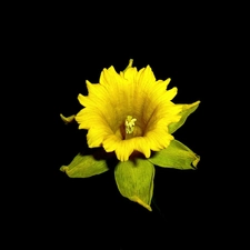 background, jonquil, Flower, Black, Yellow