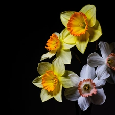 White, Flowers, Black, background, narcissus, Yellow