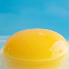 yolk, Blue, background, egg