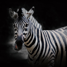 Zebra, Black, background, Head