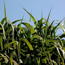 nature, bamboo