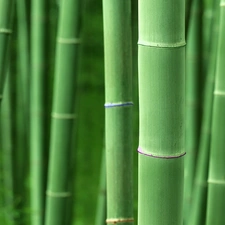 stems, bamboo