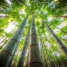 trees, vertices, bamboo, viewes