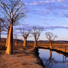 River, viewes, Baobab, trees