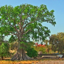 Baobab