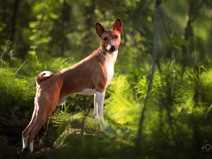 dog, Stone, forest, Basenji