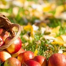 apples, basket