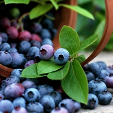 blueberries, basket