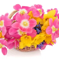 Daffodils, wicker, basket, Tulips