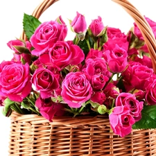 basket, Pink, roses