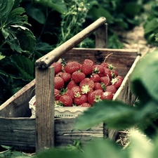 strawberries, basket