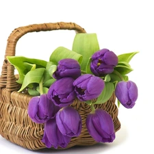 basket, purple, Tulips
