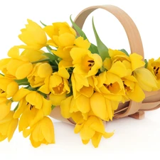 basket, Tulips, Yellow