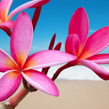 Beaches, sea, Plumeria, pink, Flowers