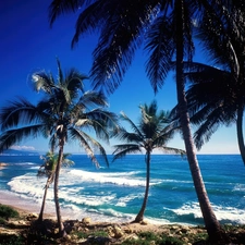 Beaches, Palms, sea