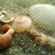 Shells, Beaches