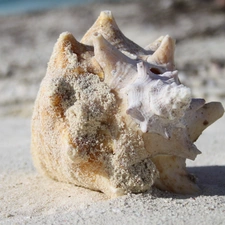 Grand Turk, shell, Beaches