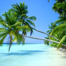 turquoise, Palms, Beaches, sea