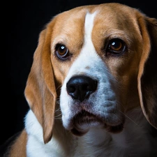 Beagle, sad, dog