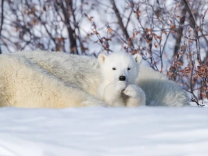 little bear, Polar Bears, small