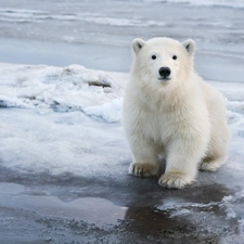 small, polar, snow, Bear