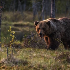 Brown bear, trees, viewes, forest