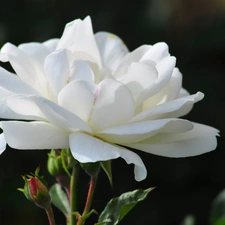 rose, Colourfull Flowers, Beauty