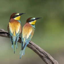 birds, Bee-eaters, branch, Two