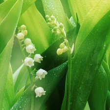 lily of the Valley, bells, dew, White