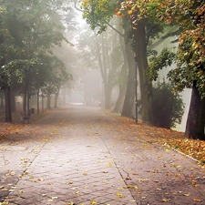 viewes, Pavement, Leaf, trees, Park, bench, Fog