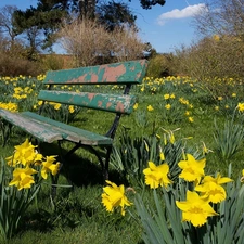 Bench, Daffodils, Garden