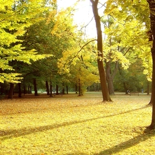 bench, Leaf, trees, viewes, Park