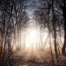 birch, trees, light breaking through sky, viewes, forest, autumn, Fog