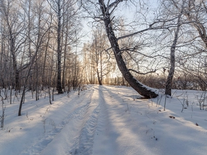 viewes, birch, forest, trees, winter