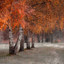 color, snow, Path, birch, autumn, Leaf, grass