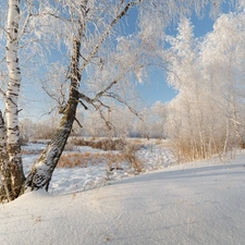 viewes, birch, Snowy, trees, winter