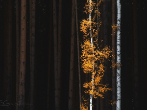 Yellowed, viewes, Stems, birch, trees, Leaf, autumn