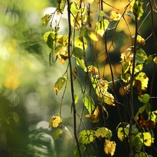 Twigs, Leaf, birch-tree