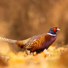 Bird, Common Pheasant