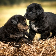 puppies, straw, Dogs, Black, Two cars