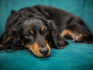 Black, dog, green ones, background, tan, long-haired Dachshund
