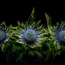 teasel, background, reflection, Black