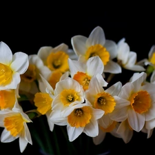 black, tle, bouquet, an, Daffodils