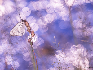 butterfly, blades, grass, Black-veined White