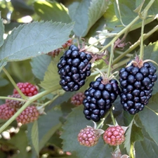 Fruits, blackberries