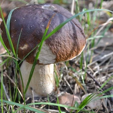 grass, Boletus edulis, blades